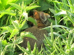 SX18092 Young rabbit (Oryctolagus cuniculus) hiding in grass.jpg